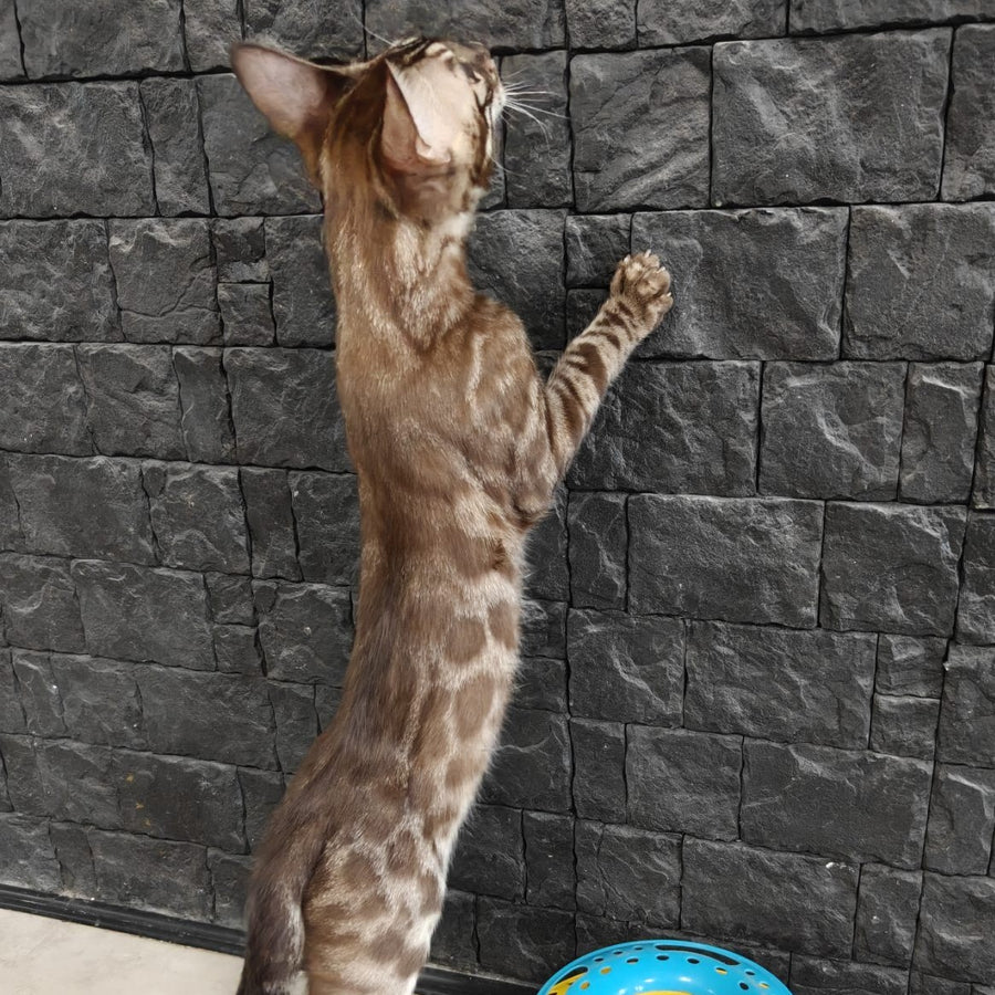 Jake Bengal male, black amber spotted tabby pointed