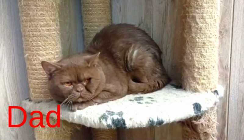 Camelia British Shorthair female, cinnamon