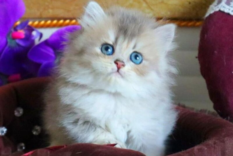 Ivory British Longhair female, blue golden ticked tabby
