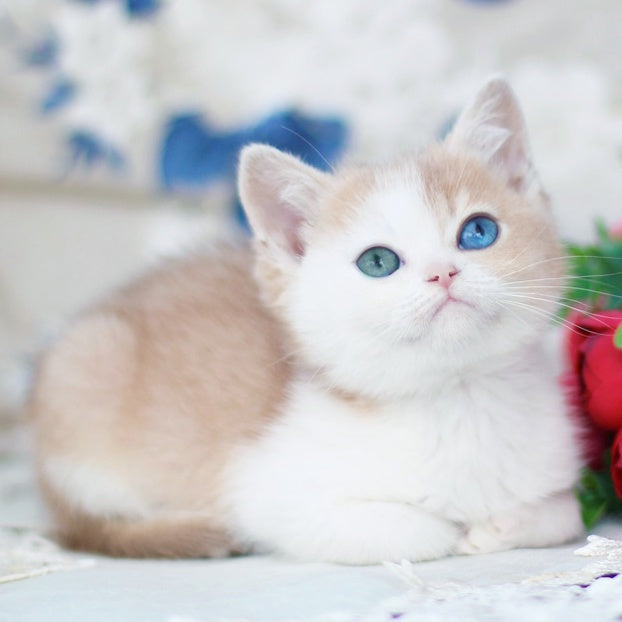 Charlis British Shorthair male, blue golden shaded