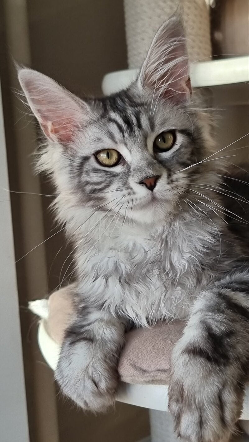 Clinta Maine Coon female black silver tabby - live animals