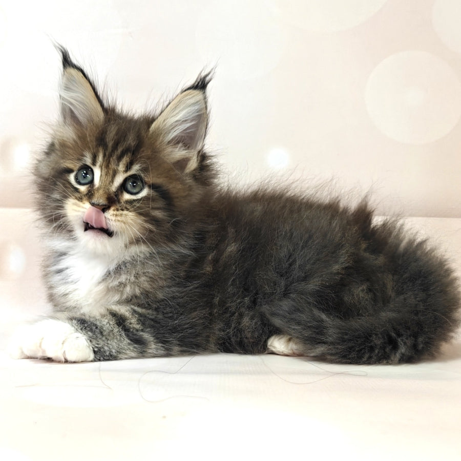 Business Maine Coon female, black tabby with white