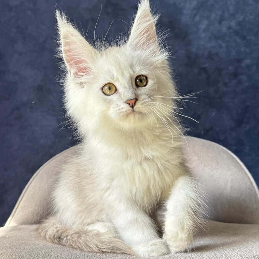 Wistful Maine Coon male, black silver ticked tabby