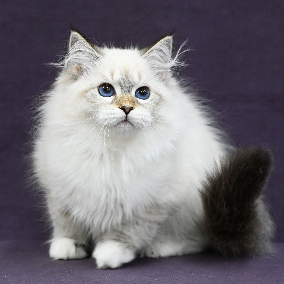 Lika Siberian female, black tabby pointed with white