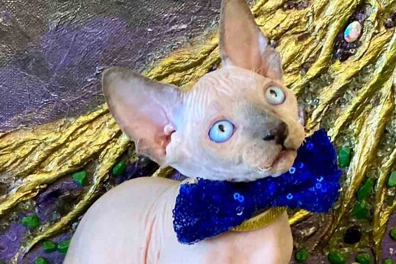 Alex Canadian Sphynx male, blue pointed