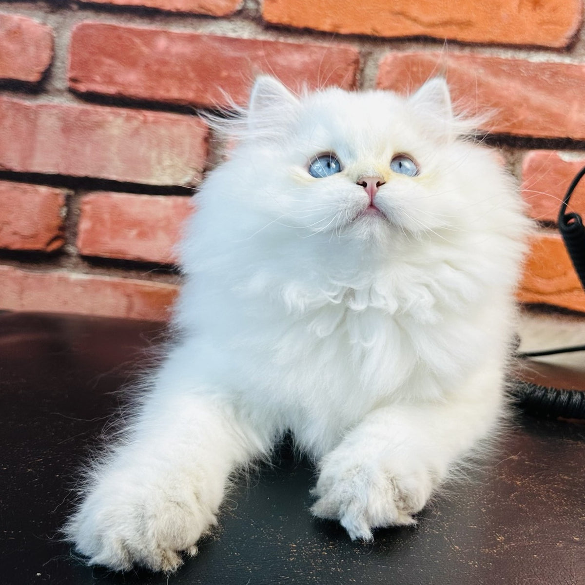 Imperial Leo British Longhair male, blue golden chinchilla
