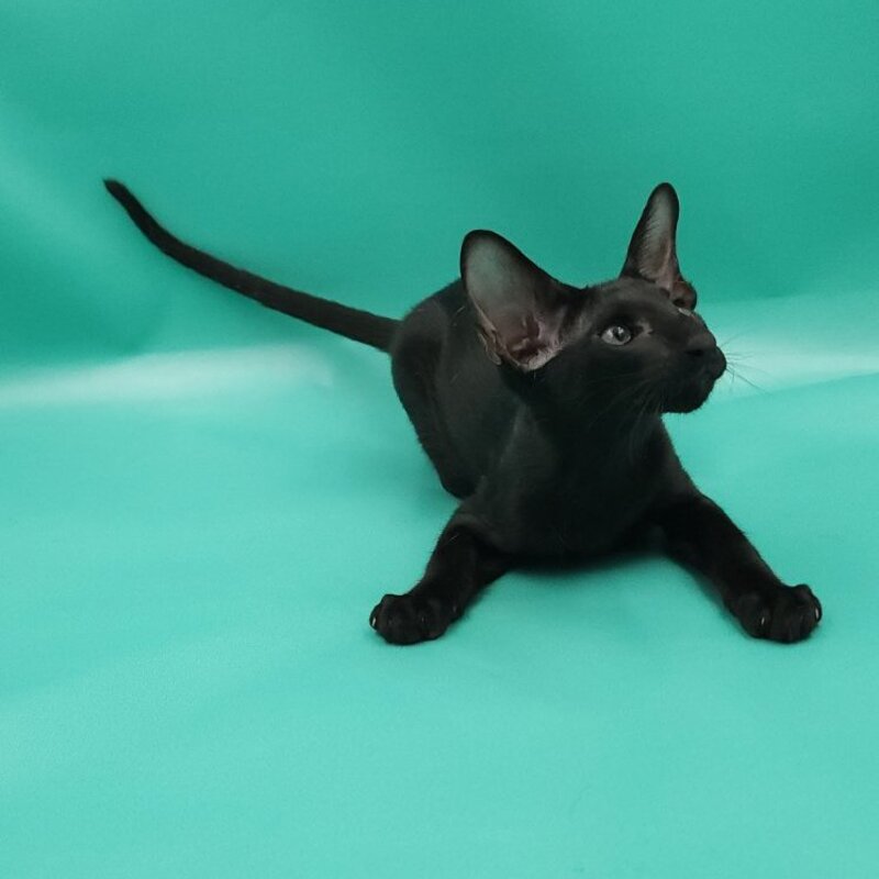 Romeo Oriental Shorthair male, black
