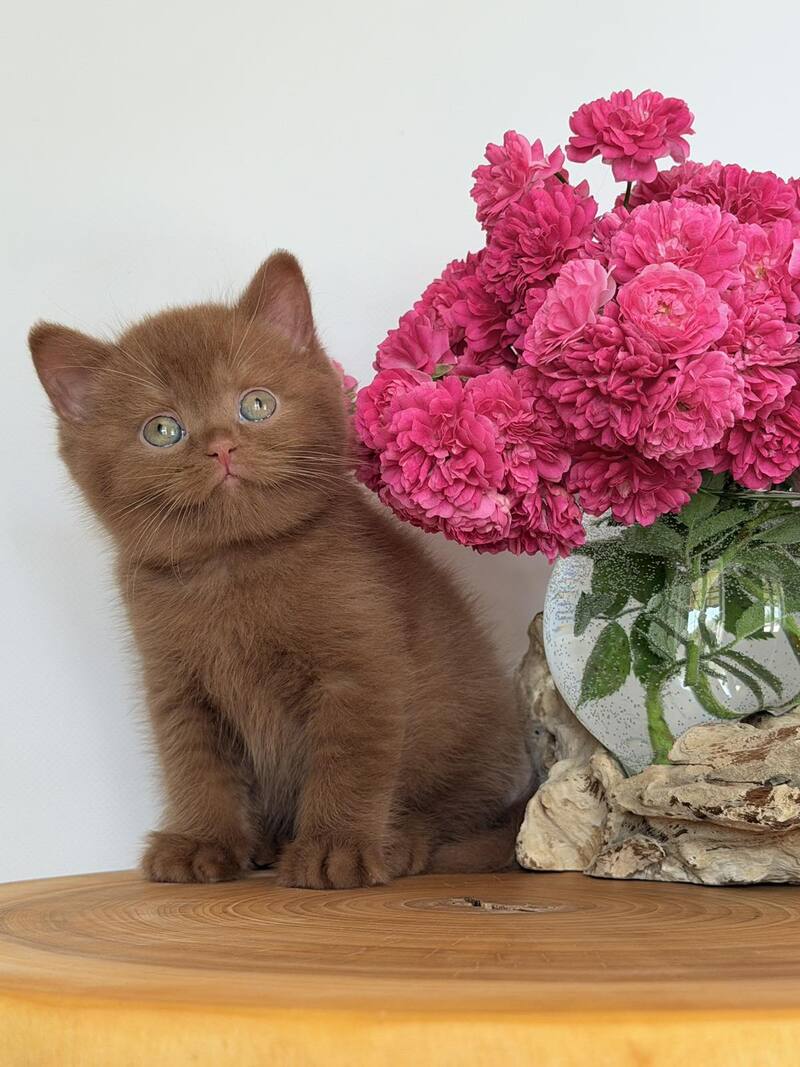 Fendi British Shorthair male, cinnamon