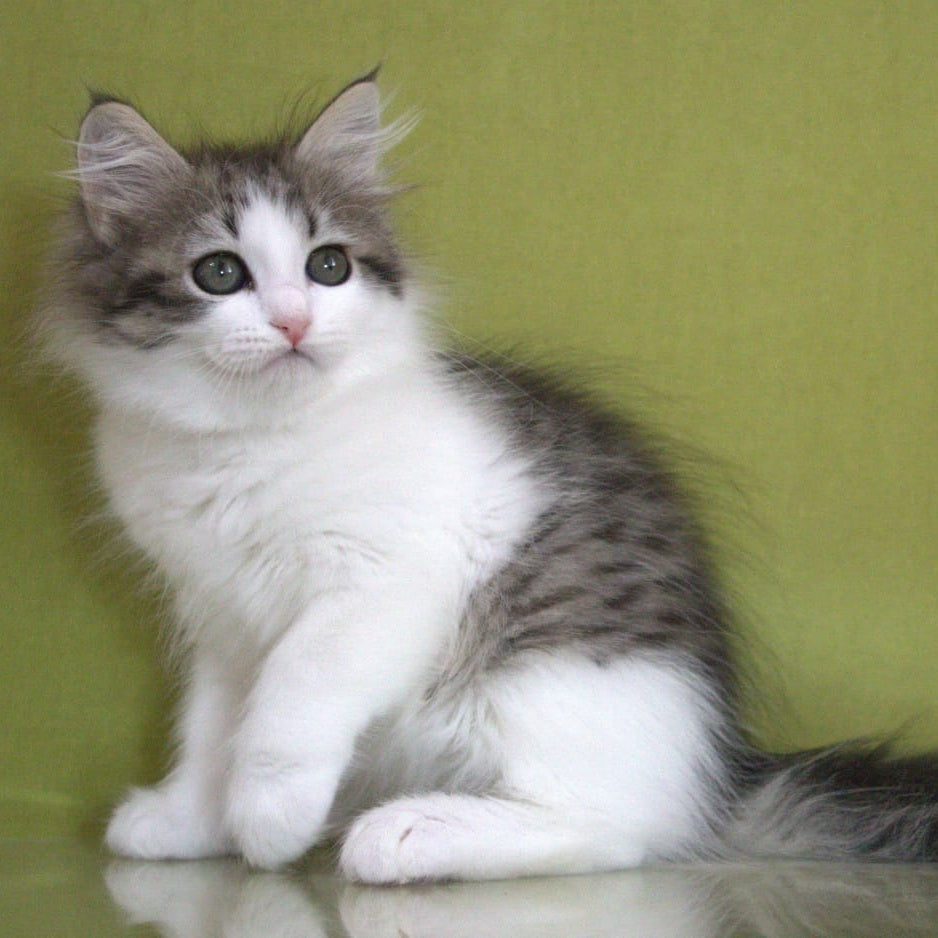 Hortenziy Siberian female, black bicolour spotted tabby