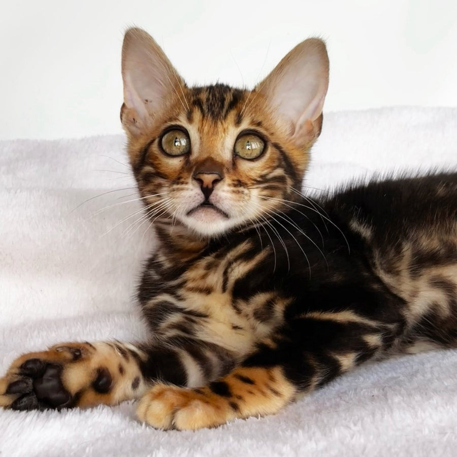 Drakula Bengal male, black tabby