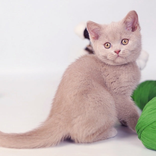 Milky British Shorthair female, fawn