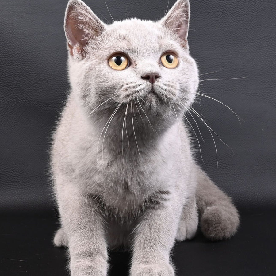 Enigma British Shorthair female, lilac
