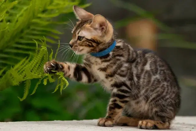 Byron Bengal male black spotted tabby - live animals