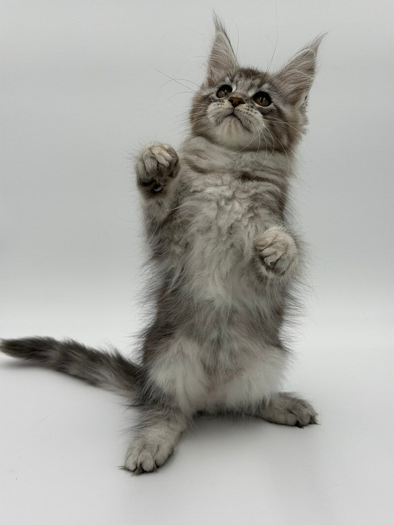 Kotello Maine Coon male black silver tabby - live animals