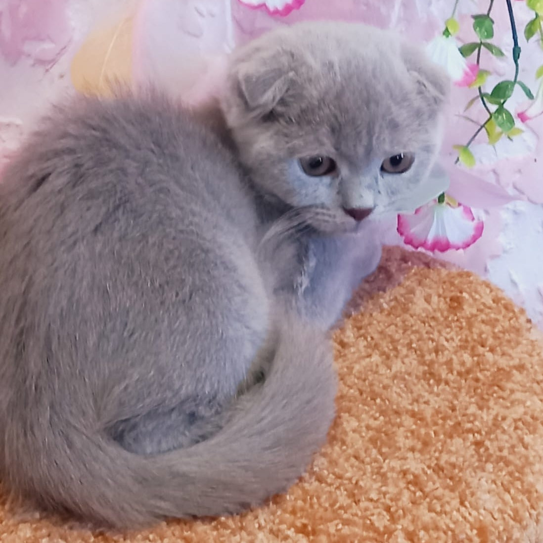 Eva Scottish Fold female, blue