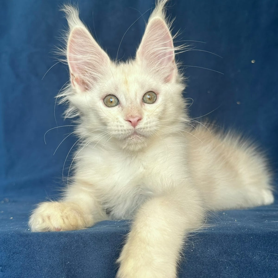 Nessi Maine Coon female, red silver shaded