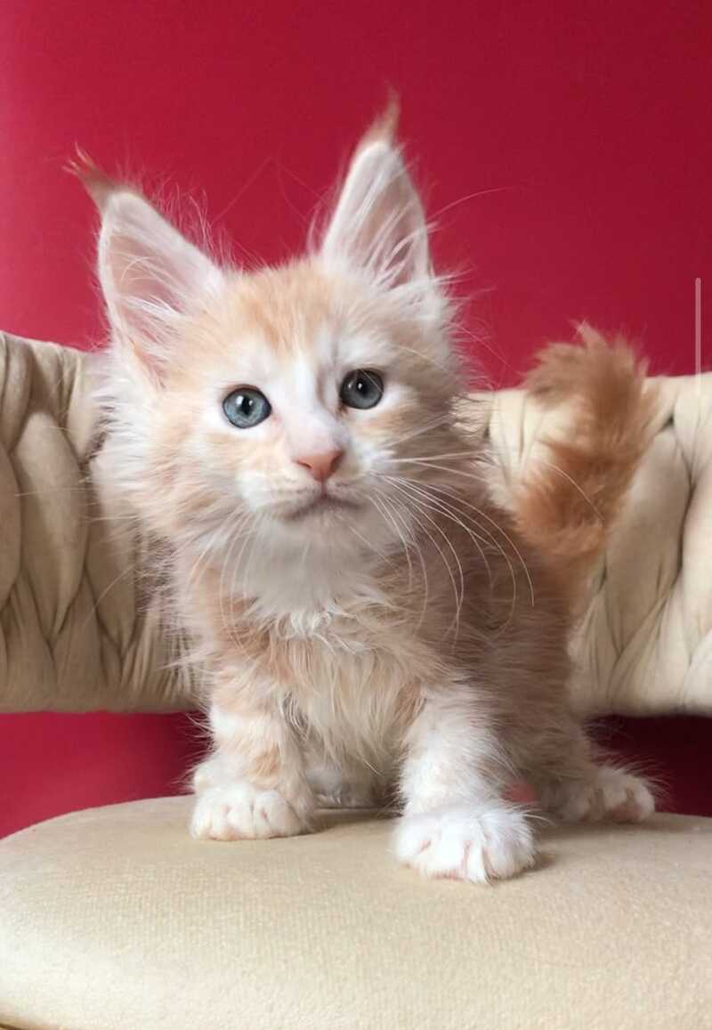 Yarik Maine Coon male, red silver tabby bicolour