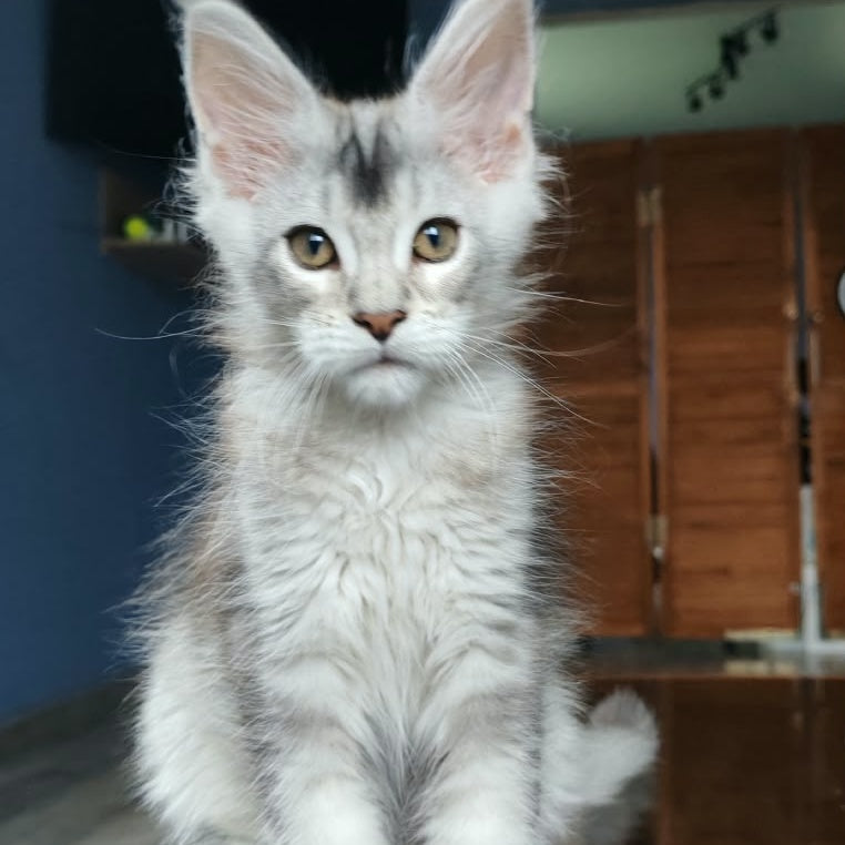 Triumph Maine Coon polydactyl 6x7x6x6 male, black silver ticked tabby