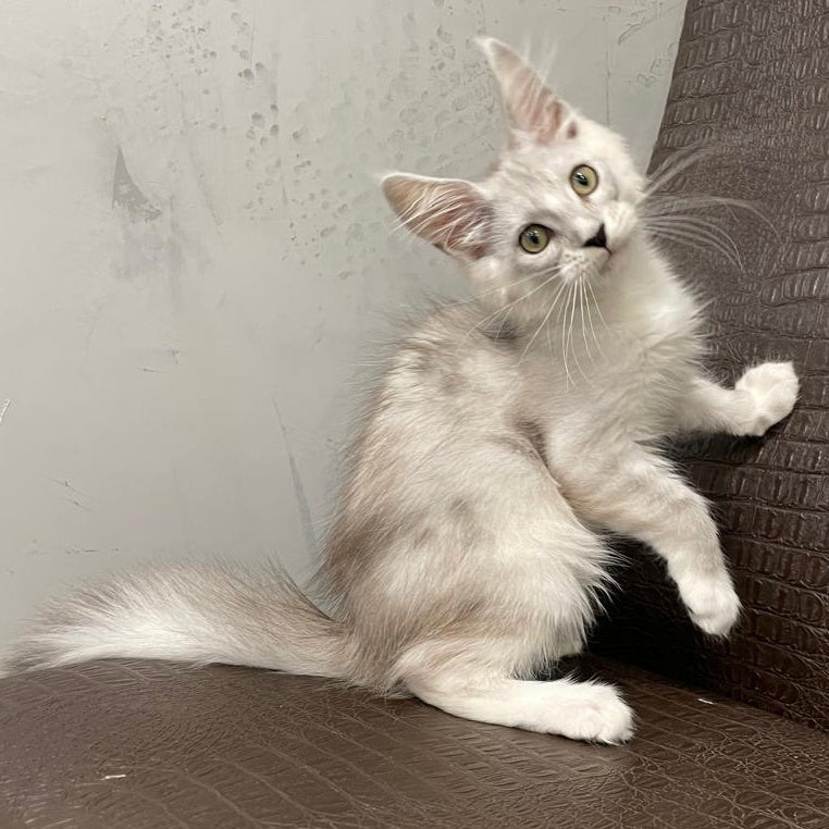 Kira Maine Coon female, black silver bicolour ticked tabby