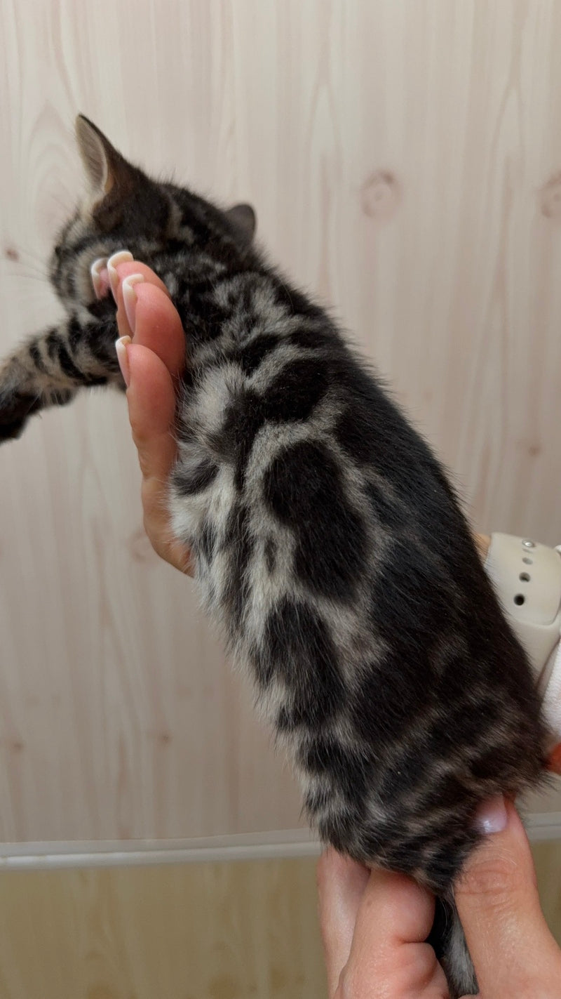 Pretty Bengal female, black spotted tabby
