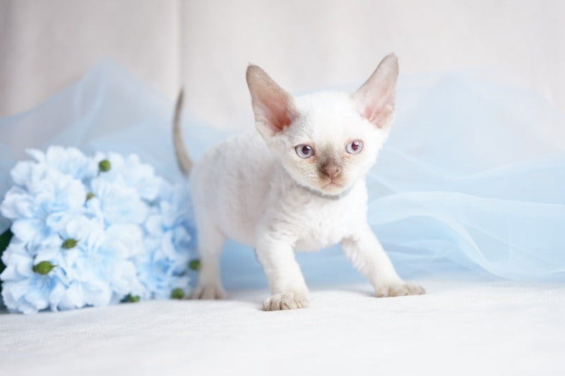 Oliver Devon Rex male, cinnamon pointed