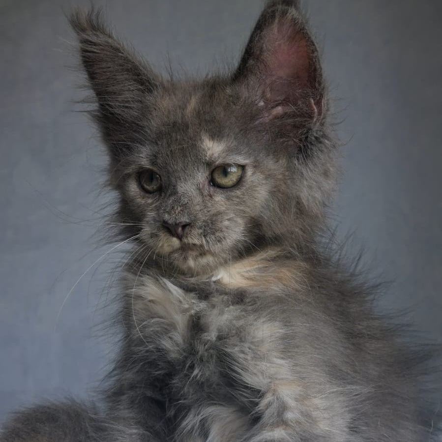 Penelope Maine Coon female, blue tortie