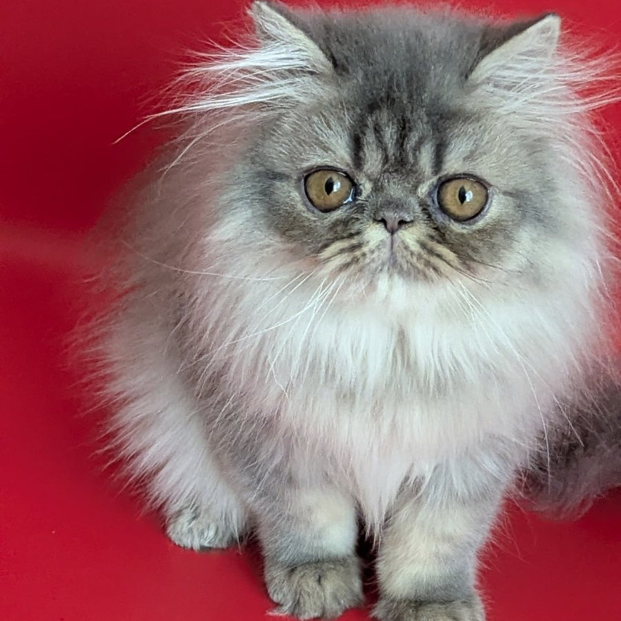 Pavlik Persian male, blue tabby