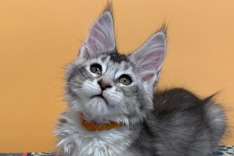 Italy Maine Coon female black tortie silver ticked tabby live animals