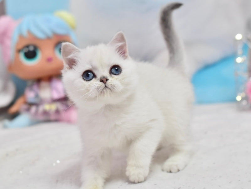 Dzholly British Shorthair female, black silver shaded pointed