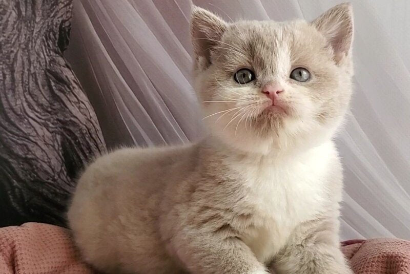 Una British Shorthair female, fawn bicolour