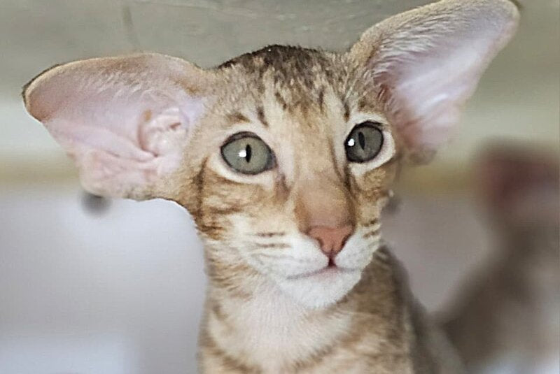 Х-Man Oriental Shorthair male, chocolate tabby