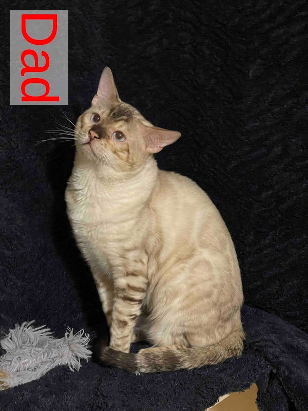 Jelly Bengal female, black spotted tabby pointed