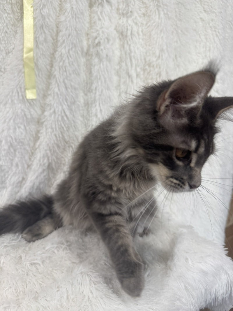 Freya Maine Coon female, blue tabby