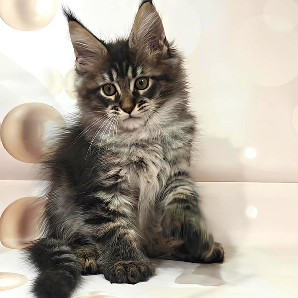 Manhattan Maine Coon polydactyl 6x6x6x6 male, black tabby