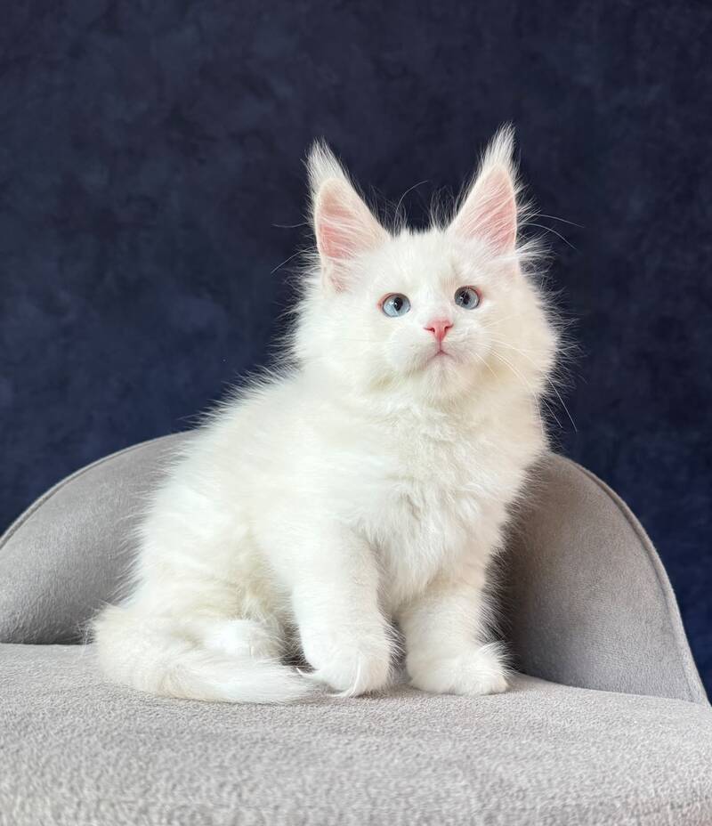 Gamin Maine Coon male, cream silver shaded with white