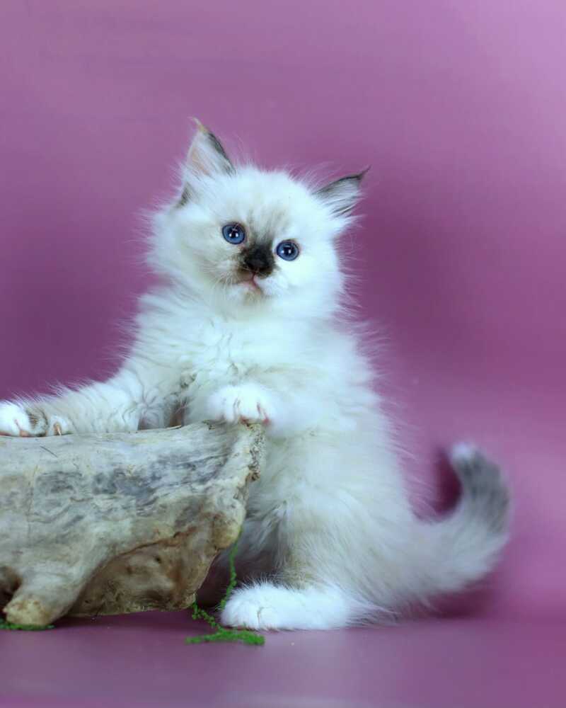 Elli Siberian female black tortie with white pointed - live animals