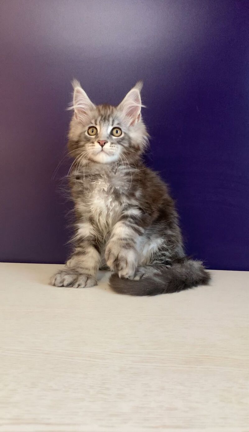Norion Maine Coon polydactyl male, black silver tabby