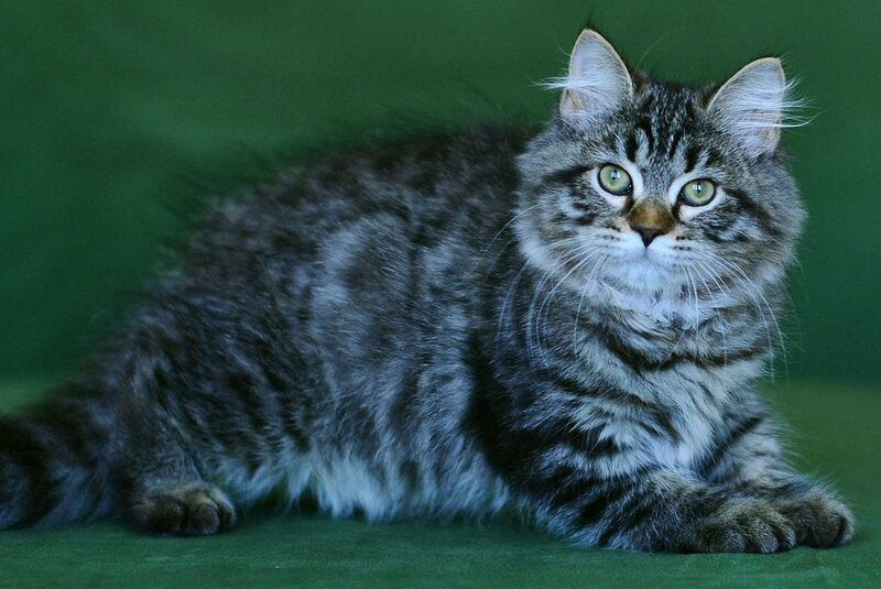 Olimpia Siberian female, black spotted tabby