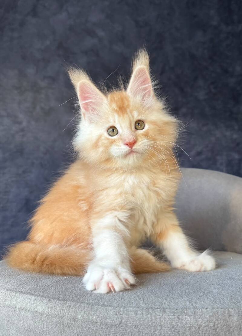 Han-Solo Maine Coon male, red silver ticked tabby