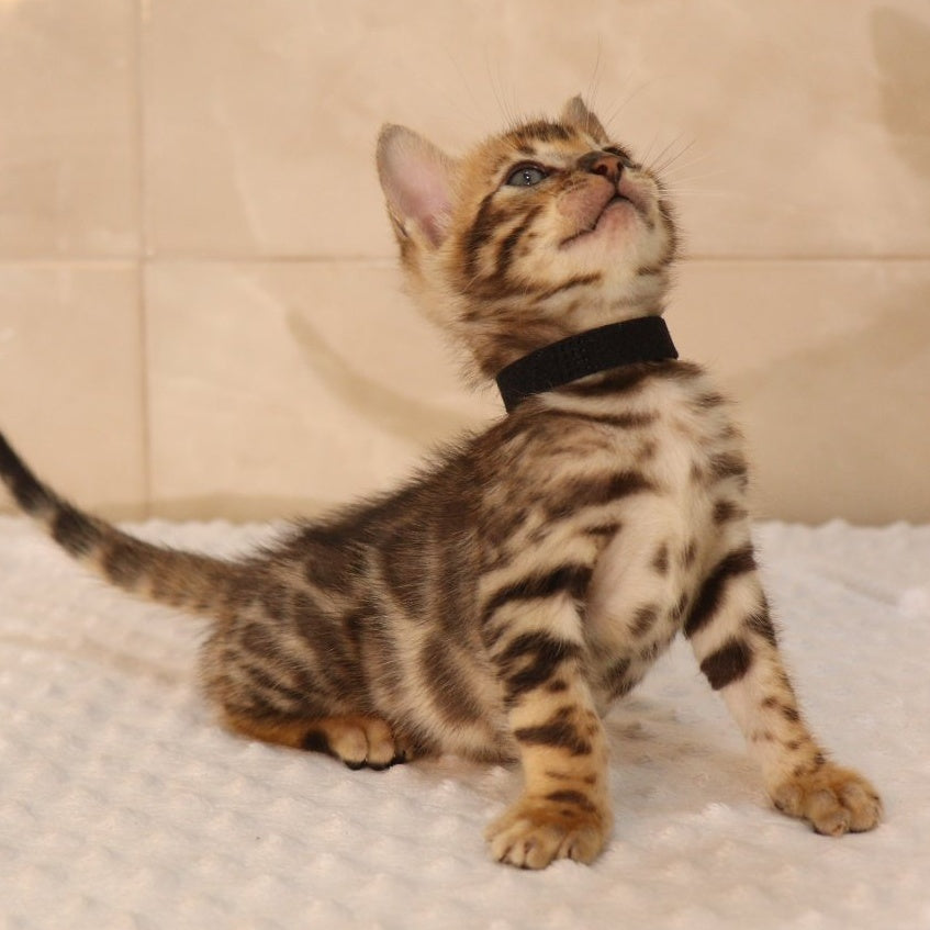 Xerxes Bengal male, black spotted tabby