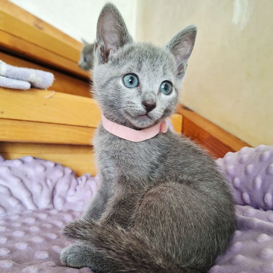 Cream Russian Blue female, blue