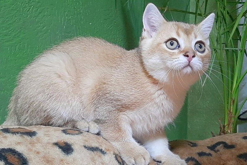 Marik Scottish Straight male, black golden shaded