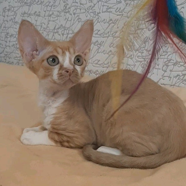 Glykeria Devon Rex female, red tabby bicolour