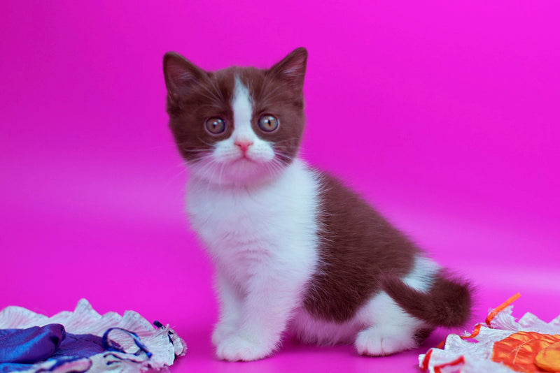 Quira British Shorthair female, chocolate bicolour