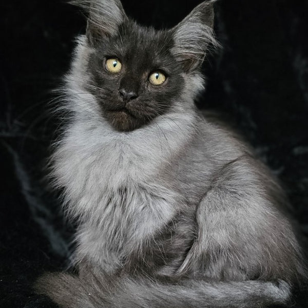 Silver Maine Coon male, black silver