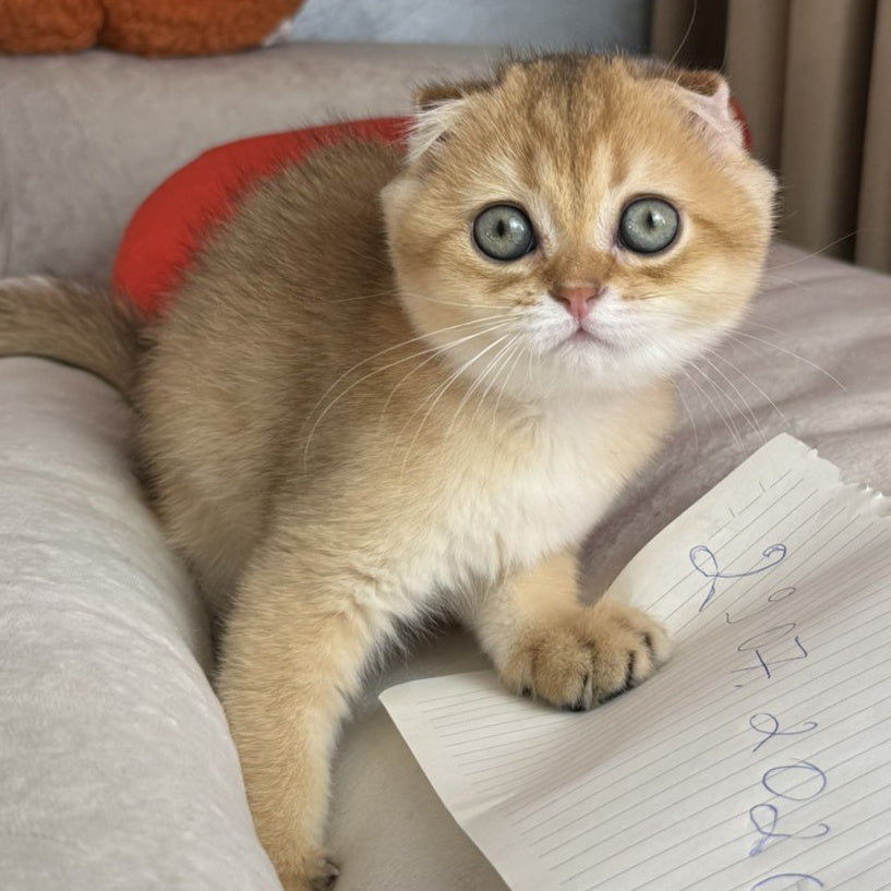 Elvis Scottish Fold male, black golden shaded