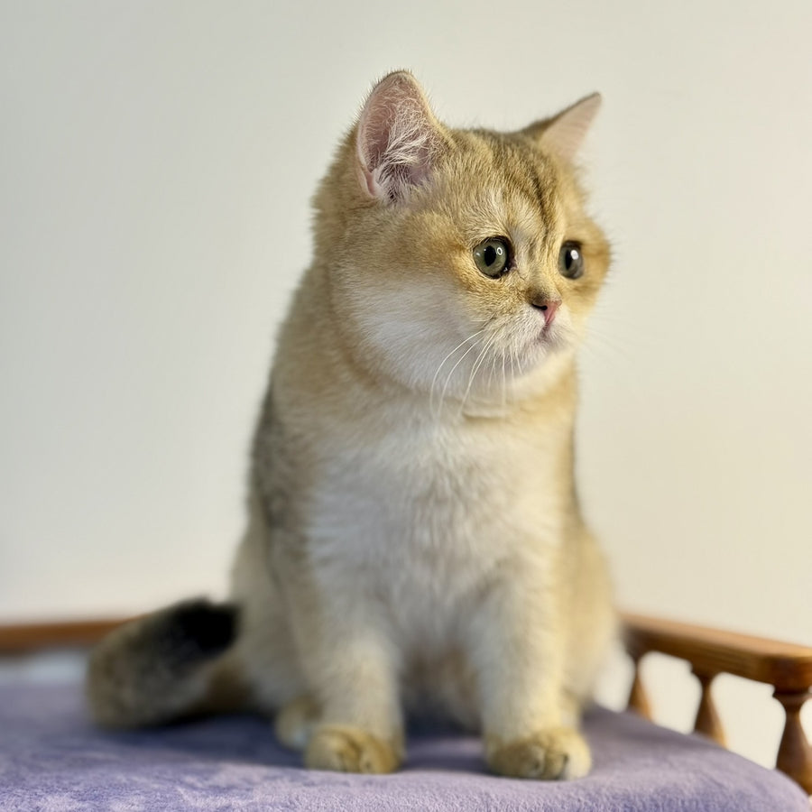 Viva British Shorthair female, black golden shaded