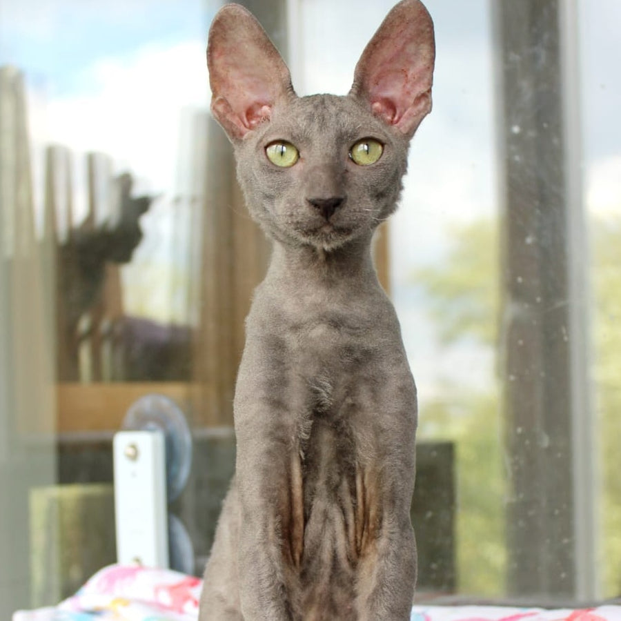 Dimetry Cornish Rex male, blue