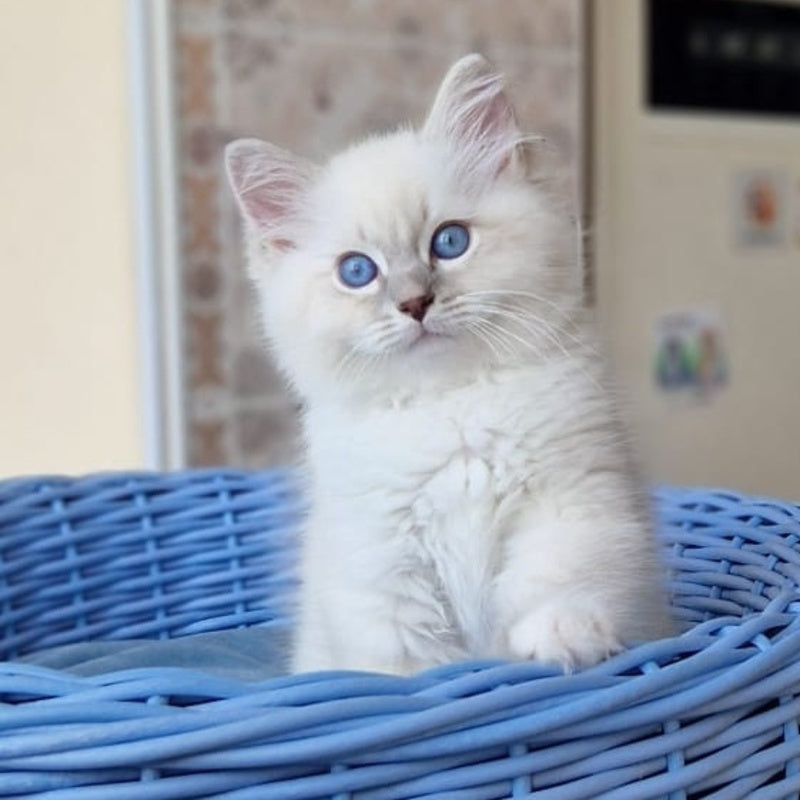 Dimas Siberian male, blue with white tabby pointed