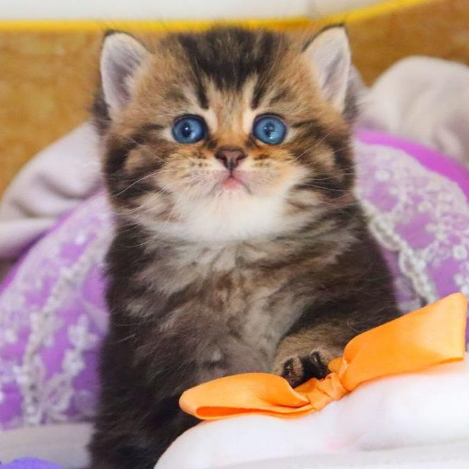 Nestor British Shorthair male, black ticked tabby